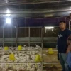 Pengusaha Muda Ternak Ayam Broiler Terima Kunjungan BP HIPMI Indramayu