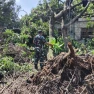 Babinsa Ciri Mekar Koramil 2101/Cibinong Pelda Teguh Ashari bersama Warga di Wilayah Binaannya Tebang Pohon Tumbang