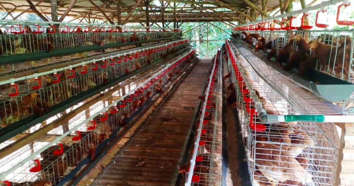 Peternakan ayam Bumdes Sukawening/Robi