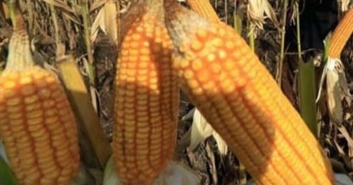 Pemerintah Jamin Impor Jagung 100 Ribu Ton dari AS Tak Rugikan Petani/Instagram